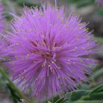 Mimosa borealis unspecified picture
