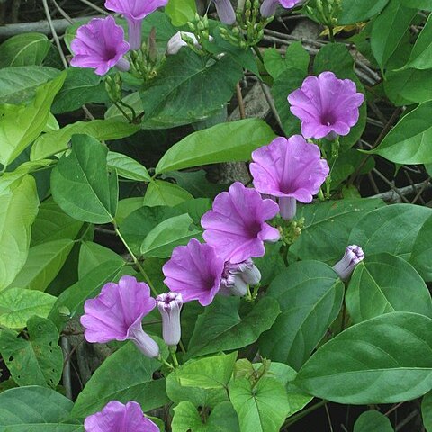 Ipomoea squamosa unspecified picture