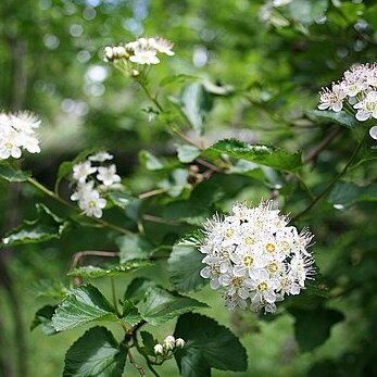 Physocarpus unspecified picture