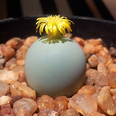 Conophytum calculus unspecified picture