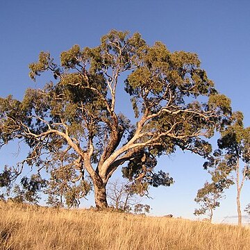 Eucalyptus bridgesiana unspecified picture