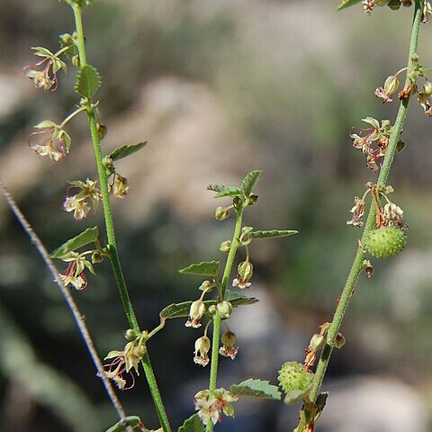 Ayenia unspecified picture
