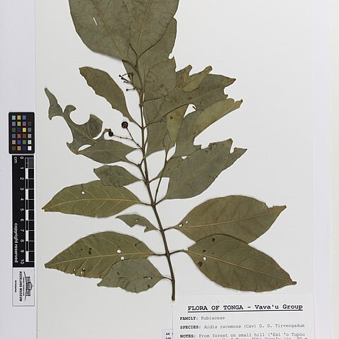 Aidia racemosa unspecified picture