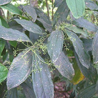 Aiouea unspecified picture