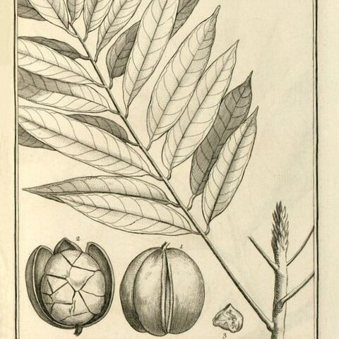 Carapa unspecified picture