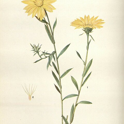 Xanthisma texanum unspecified picture