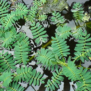 Aeschynomene unspecified picture