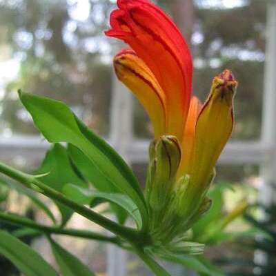 Aeschynanthus unspecified picture