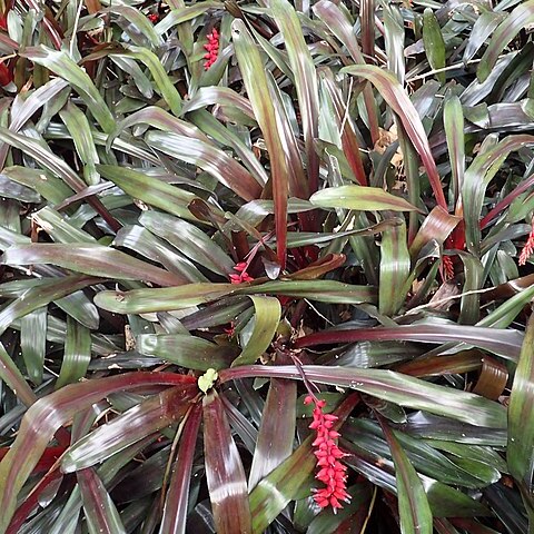 Aechmea warasii unspecified picture