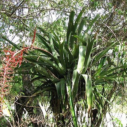 Aechmea bracteata unspecified picture