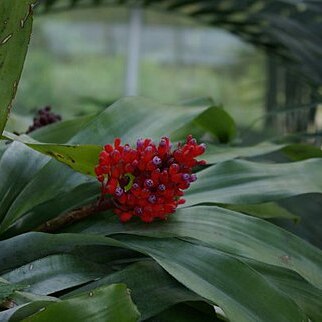 Aechmea fulgens unspecified picture