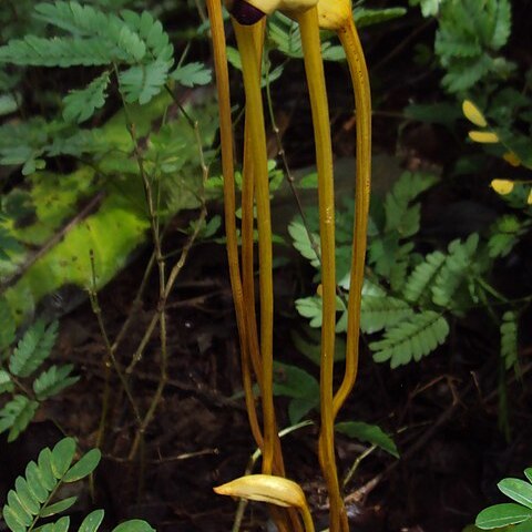 Aeginetia indica unspecified picture