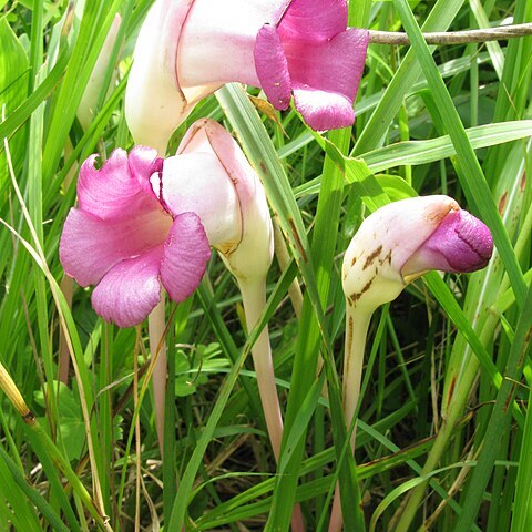 Aeginetia sinensis unspecified picture