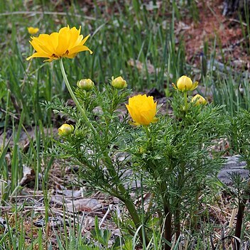 Adonis apennina unspecified picture
