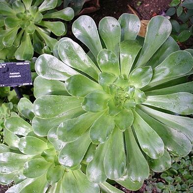 Aeonium unspecified picture