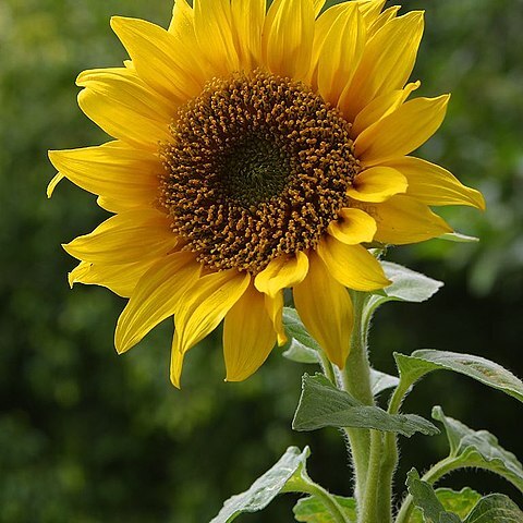 Helianthus unspecified picture