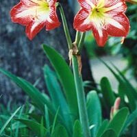 Hippeastrum unspecified picture
