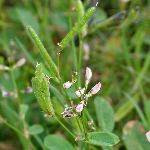 Alysicarpus bupleurifolius unspecified picture