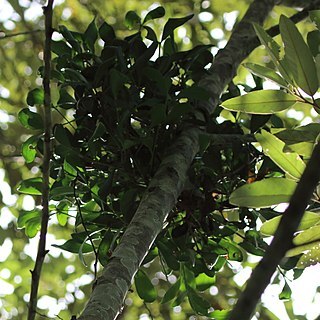 Amyema conspicua unspecified picture