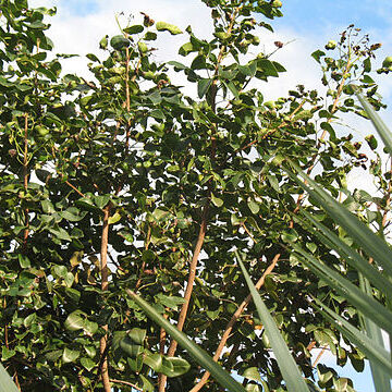 Amyris elemifera unspecified picture