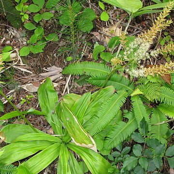 Metanarthecium unspecified picture