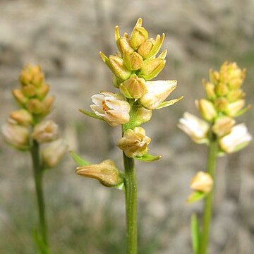 Aletris foliata unspecified picture