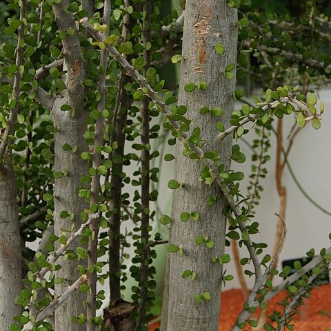 Alluaudia humbertii unspecified picture
