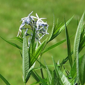 Amsonia ciliata var. ciliata unspecified picture
