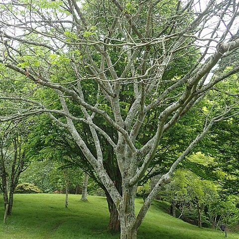 Albizia kalkora unspecified picture