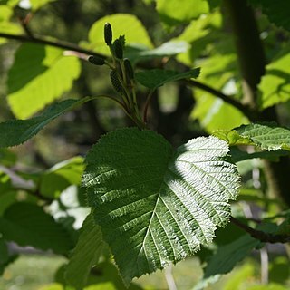 Alnus maximowiczii unspecified picture