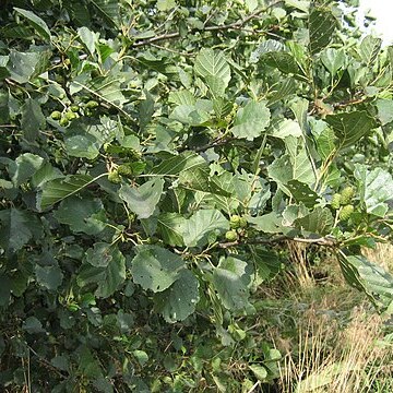 Betulaceae unspecified picture