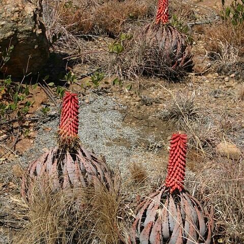 Aloe peglerae unspecified picture