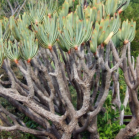 Kumara unspecified picture
