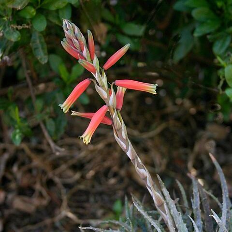 Aloe humilis unspecified picture