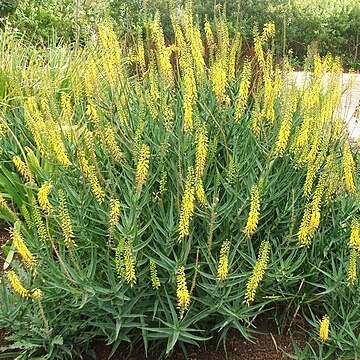 Aloiampelos tenuior unspecified picture