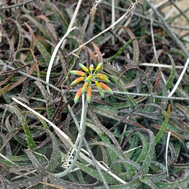 Aloe millotii unspecified picture