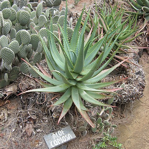 Aloe comosa unspecified picture