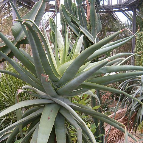 Aloe speciosa unspecified picture
