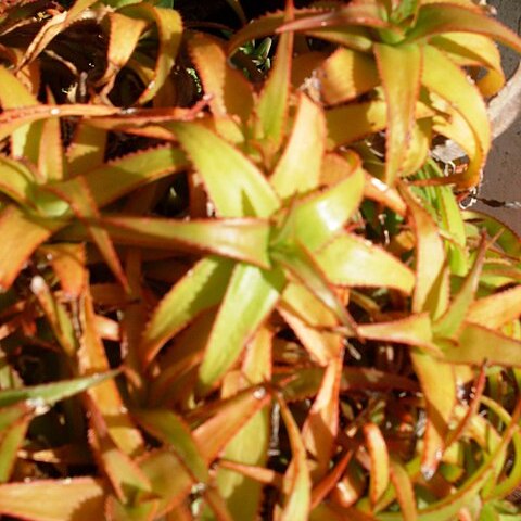 Aloe bruynsii unspecified picture
