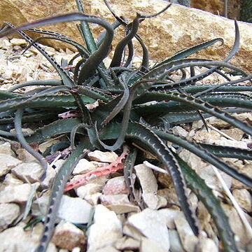 Aloe boiteaui unspecified picture