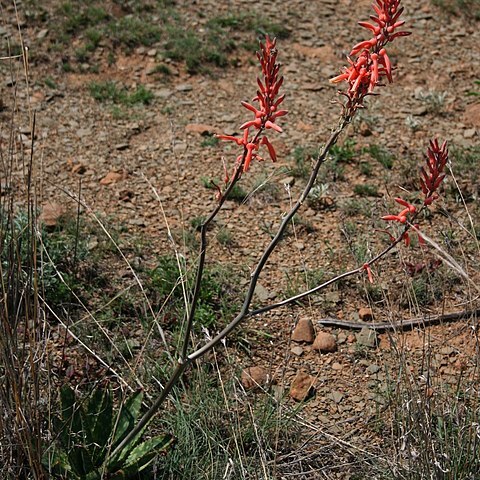 Aloe vanrooyenii unspecified picture