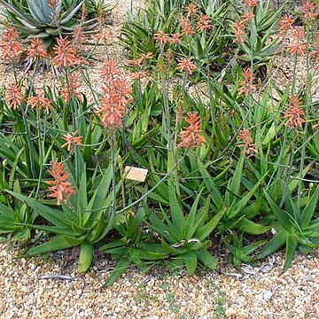Aloe vogtsii unspecified picture