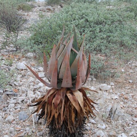 Aloe namibensis unspecified picture
