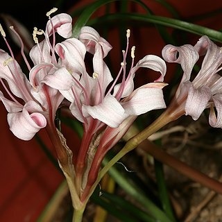 Ammocharis nerinoides unspecified picture
