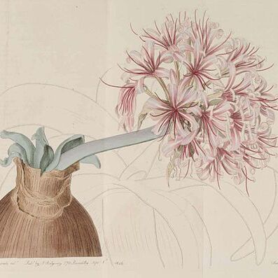 Ammocharis unspecified picture
