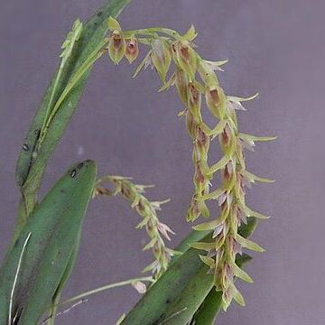 Acianthera montana unspecified picture