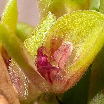 Acianthera foetens unspecified picture