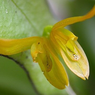Acianthera unspecified picture