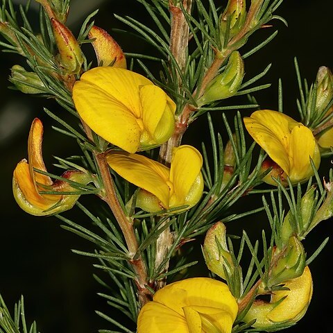 Aspalathus uniflora unspecified picture