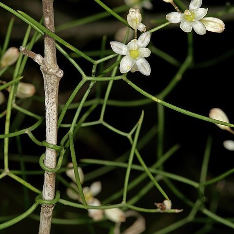 Asparagus divaricatus unspecified picture